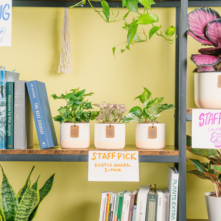 It's National Houseplant Appreciation Day