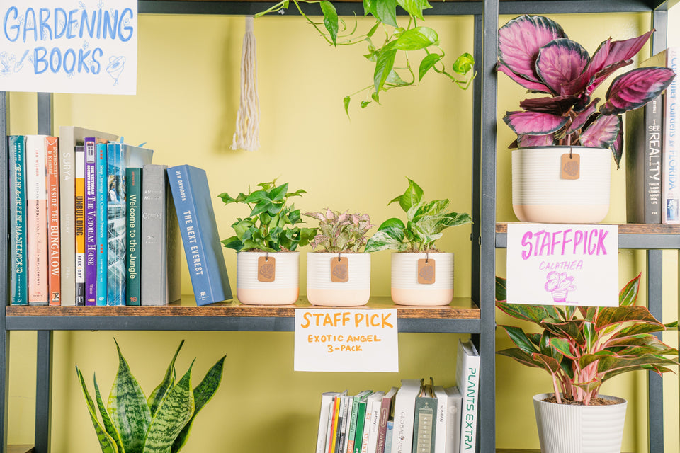 It's National Houseplant Appreciation Day