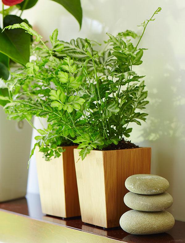 How to Keep Your Houseplants Alive Over Winter