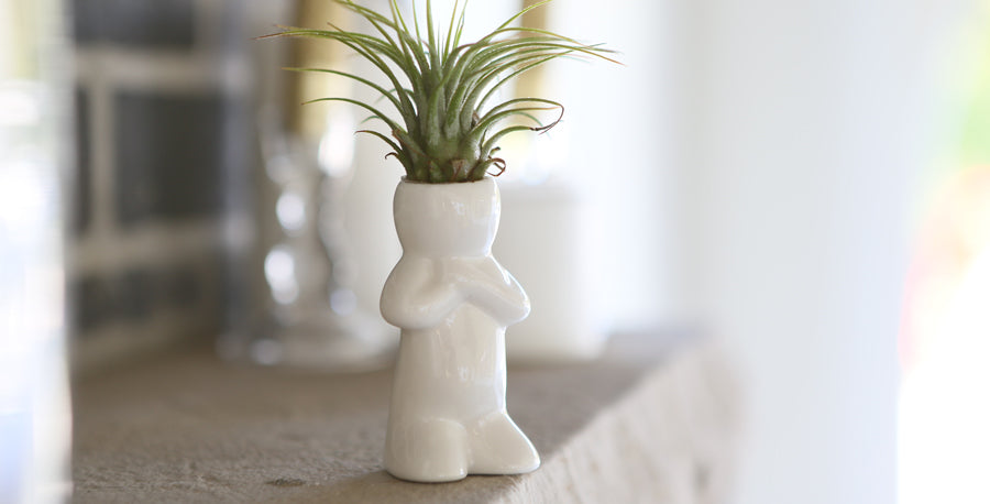 Do Plants Have a Sense of Humor?