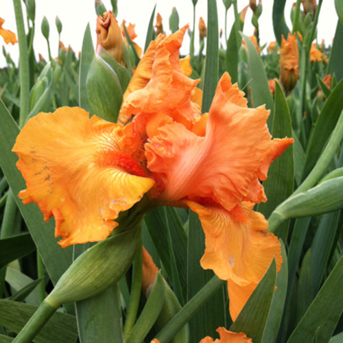 Savannah Sunset Bearded Iris