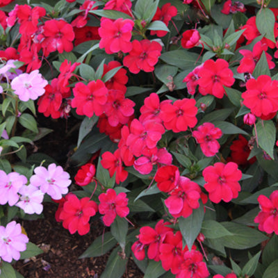 Big Bounce Red Impatiens