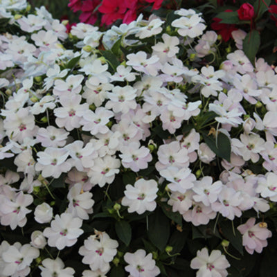 Bounce White Impatiens