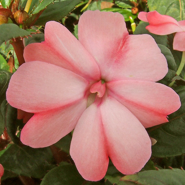 SunPatiens Compact Pink Blush