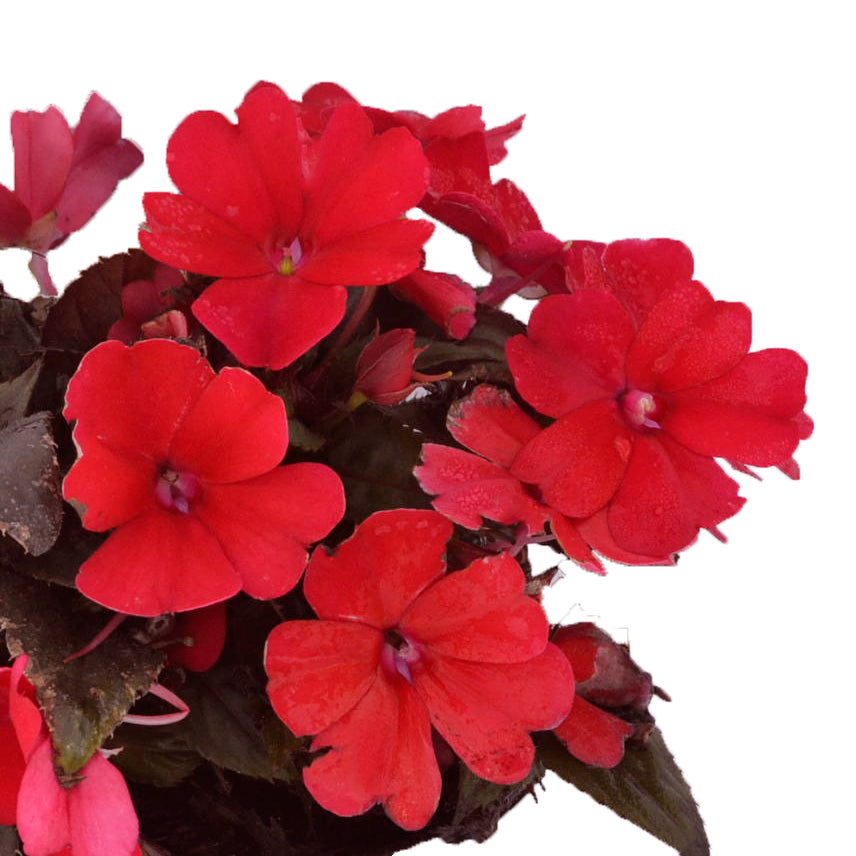 SunPatiens Compact Fire Red