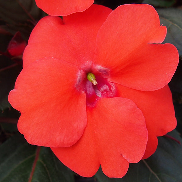 SunPatiens Compact Hot Coral