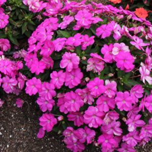 SunPatiens Compact Light Lilac