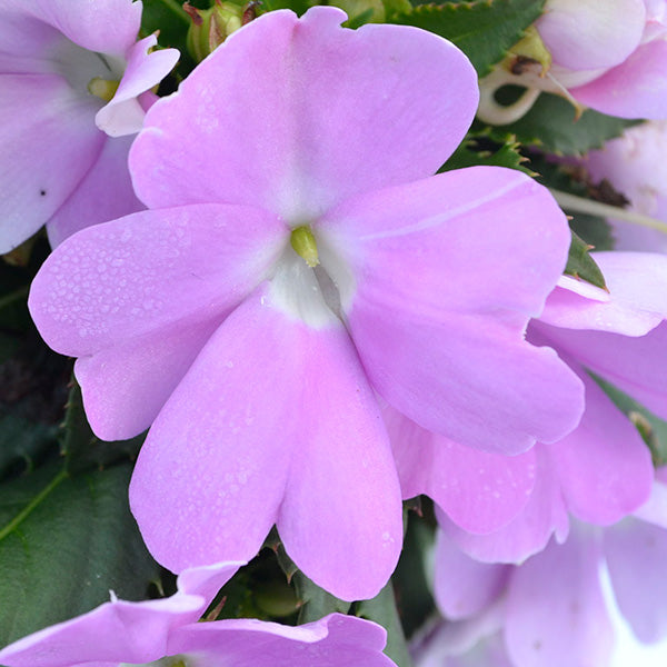 SunPatiens Compact Orchid