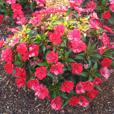 SunPatiens Compact Red
