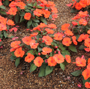 SunPatiens Orange