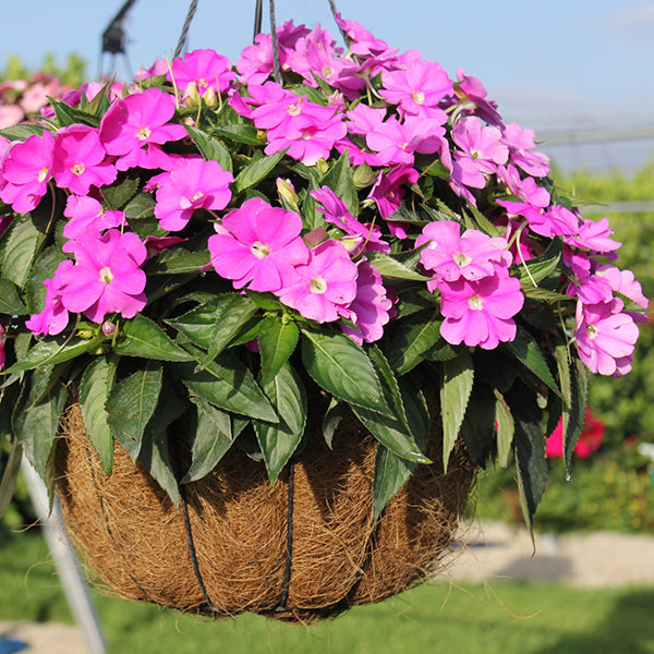 SunPatiens Spreading Lavender