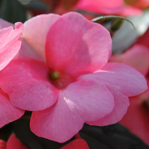 SunPatiens Spreading Pink Flash