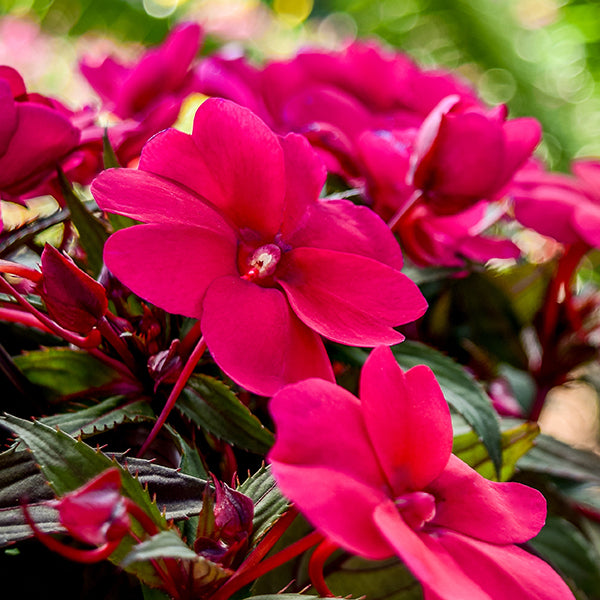 SunPatiens Compact Royal Magenta