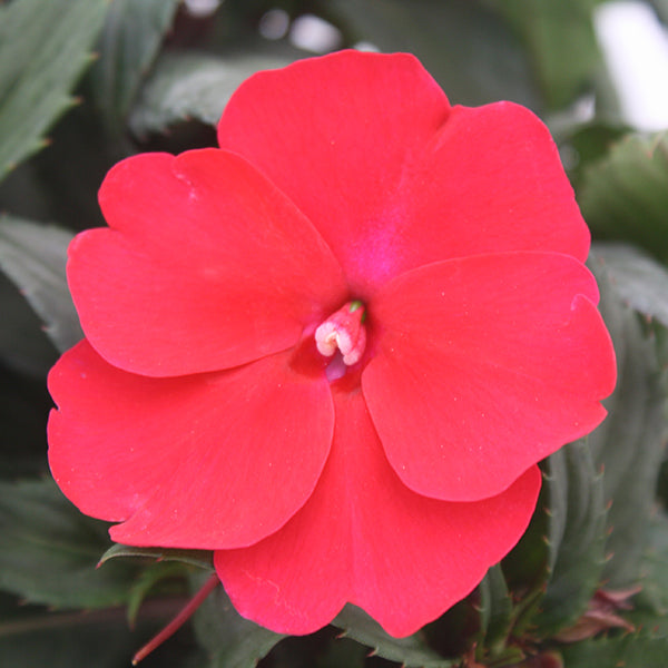 SunPatiens Spreading Scarlet Red