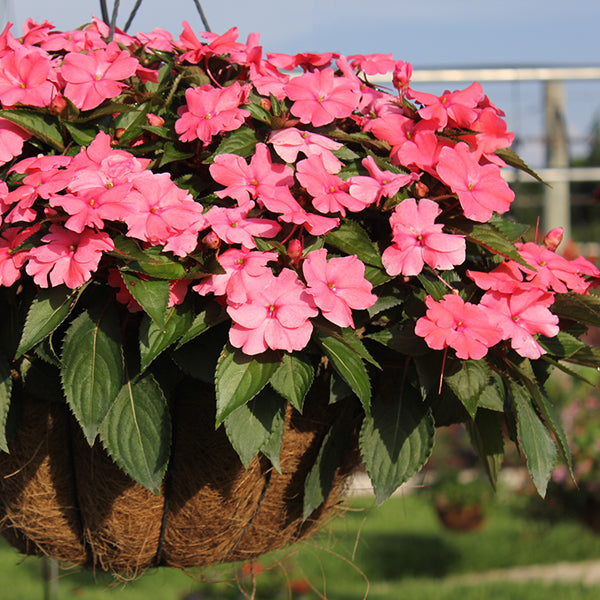 SunPatiens Spreading Shell Pink