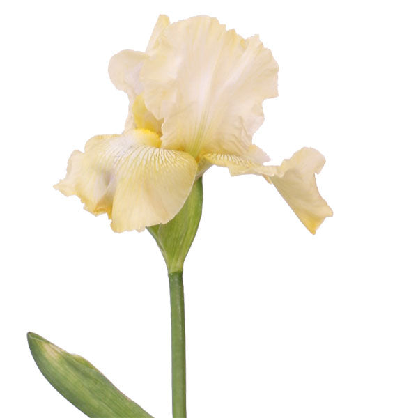 Again and Again Reblooming Bearded Iris