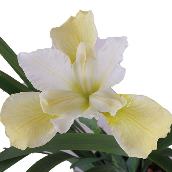 Butter and Sugar Siberian Iris