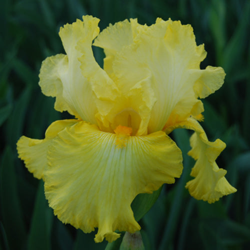 County Cork Bearded Iris