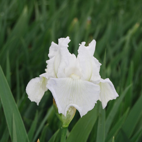 Immortality Reblooming Bearded Iris