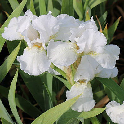 Lo Ho Silver Reblooming Bearded Iris