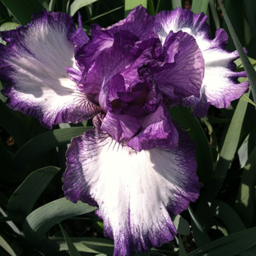Loop the Loop Bearded Iris