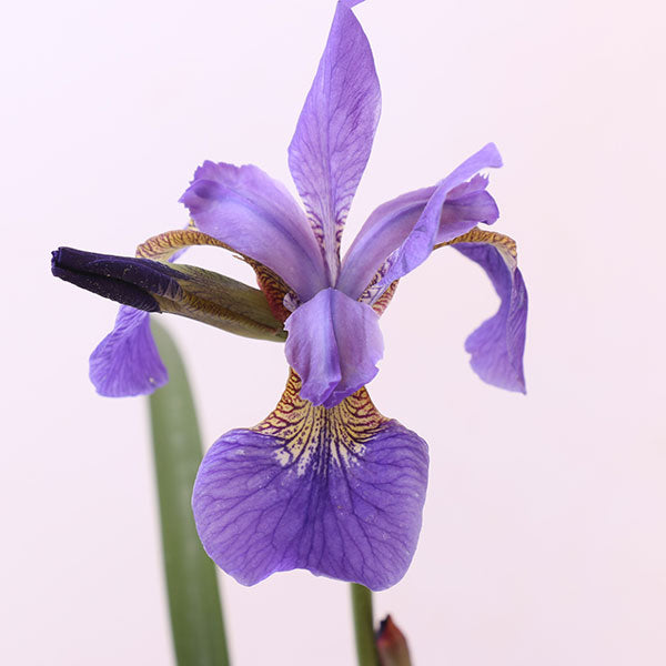 Caesar's Brother Siberian Iris