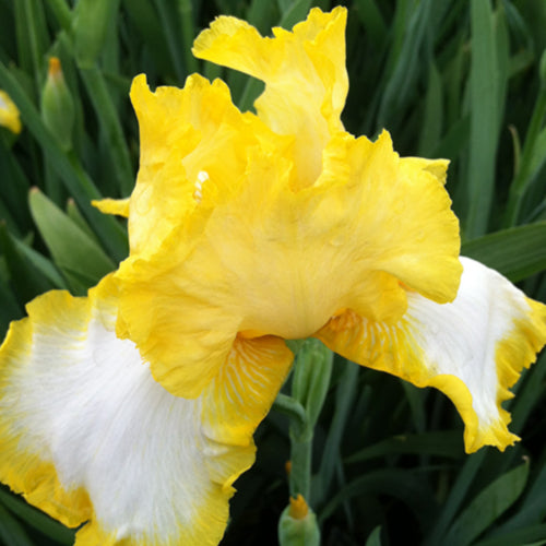 Sunrise Elegy Bearded Iris