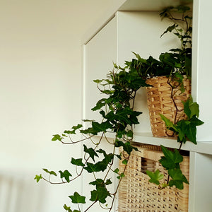 Indoor English ivy plant trailing from a woven basket on a white shelf, showcasing green leaves and a touch of
home decor elegance.