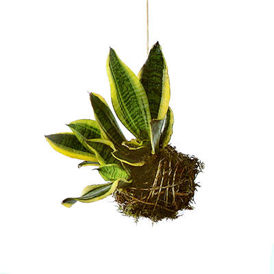 How to Care for Kokedama