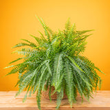 boston fern in large 10 inch two tone decor basket. 