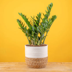 A large ZZ plant in a two tone weave basket, set against a bright yellow background. 