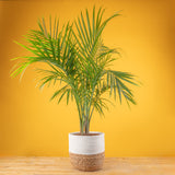 A large Majesty Palm plant in a two tone weave basket. The plant is set against a bright yellow background.