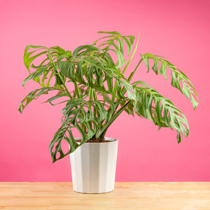 Monstera Esqueleto | Large