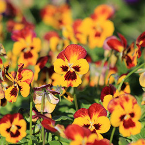 Las Mejores Plantas para el Otoño