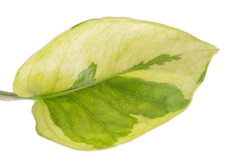 Closeup of variegated Lemon Meringue Pothos Leaf