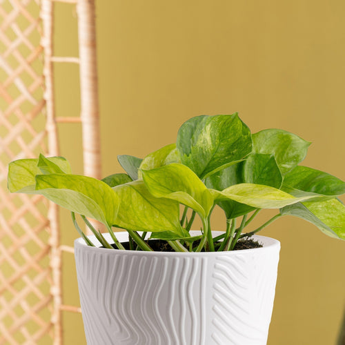 Close up photo of Lemon Top Pothos, a climbing/trailing houseplant in a white pot in a living room with a yellow wall