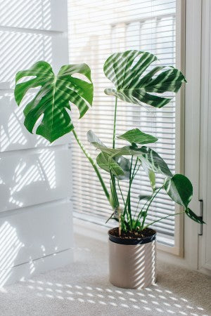 An indoor Monstera plant with large, distinctive split leaves in a brown pot,
placed near a window with white blinds casting shadow patterns on the wall and floor.