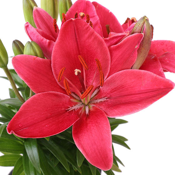 Buzzer Asiatic Lily
