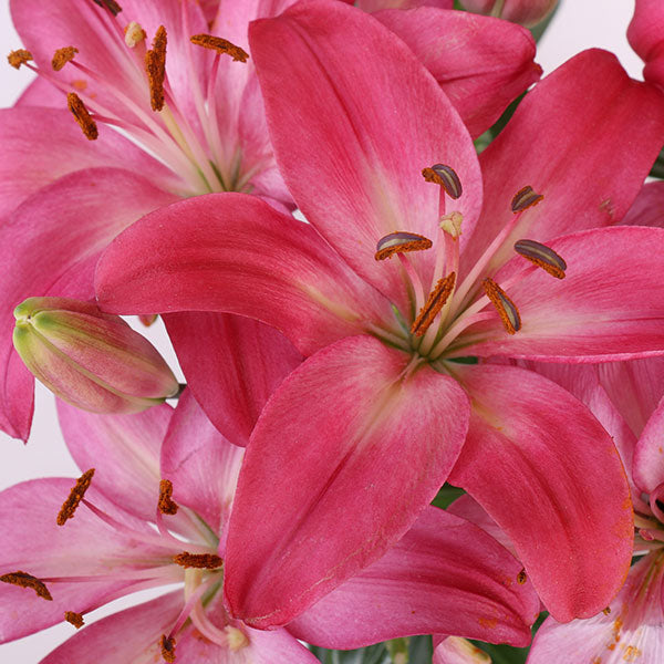 Tiny Dancer Asiatic Lily