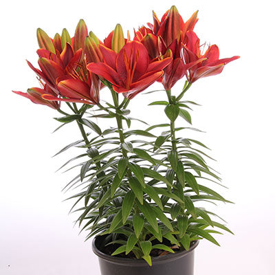 Tiny Rocket Asiatic Lily