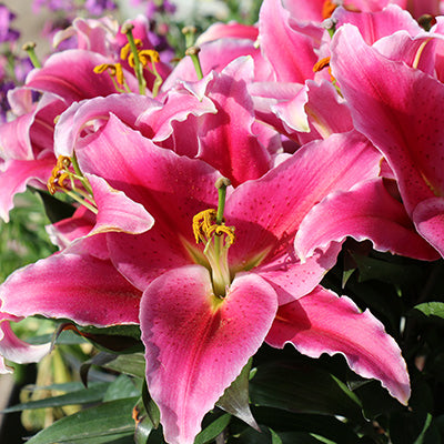 After Eight Oriental Lily