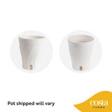 Chameleon ZZ Plant | medium