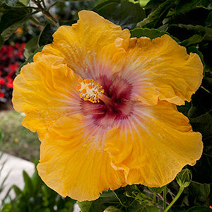 Los Hibiscos Son Símbolo de Bienestar y Abundancia