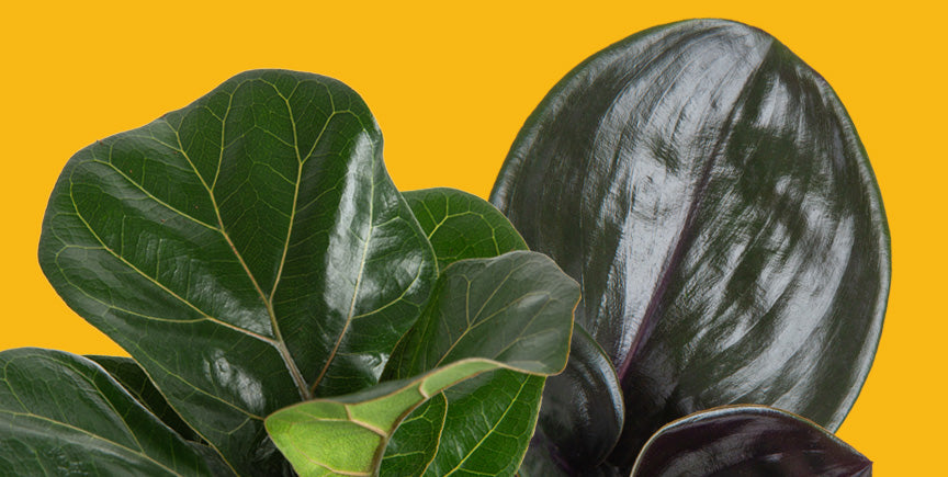 The "It" Plants: Geo vs Fiddleleaf Fig