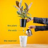 Painted Lady | medium