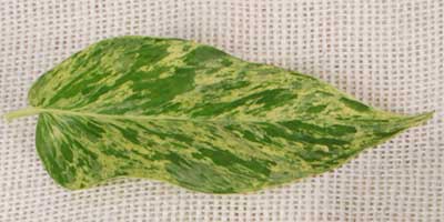 Elegant and marbled, the leaf of Marble Queen Pothos features a beautiful blend of green and white patterns.