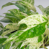 A closeup detail shot of the Epipremnum Pinnatum Marble foliage. The leaves are green with many splashes of white, giving a marble-like effect. 
