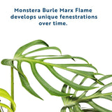 An infographic depicting a mature Burle Marx flame leaf with fenestrations. 