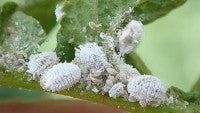 Leaf infested with small white insects, possibly mealybugs,
exhibiting a powdery appearance. The pests are scattered across the leaf,
impacting its overall health and aesthetics.