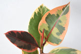 A closeup image of the Ficus Ruby plant foliage. The leaves are green with shades of rich deep red and creamy red. 